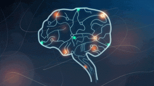 یادآوری مسیرهایی که کسی به شما داده است نمونه ای از حافظه فعال است. در یک مطالعه جدید، محققان MIT نشان می‌دهند که تمرکز مغز بر محتویات چیزی که در ذهن دارد از انفجار ریتم‌های فرکانس گاما در جلوی مغز ناشی می‌شود.