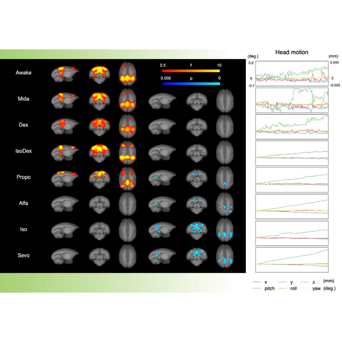 تیم محققان دانشگاه توکیو بهترین روش‌‌های مطالعه وضعیت استراحت مغز در مارموزت‌ها( نوعی میمون) را با استفاده از MRI ​​کاربردی شناسایی کرده‌اند.