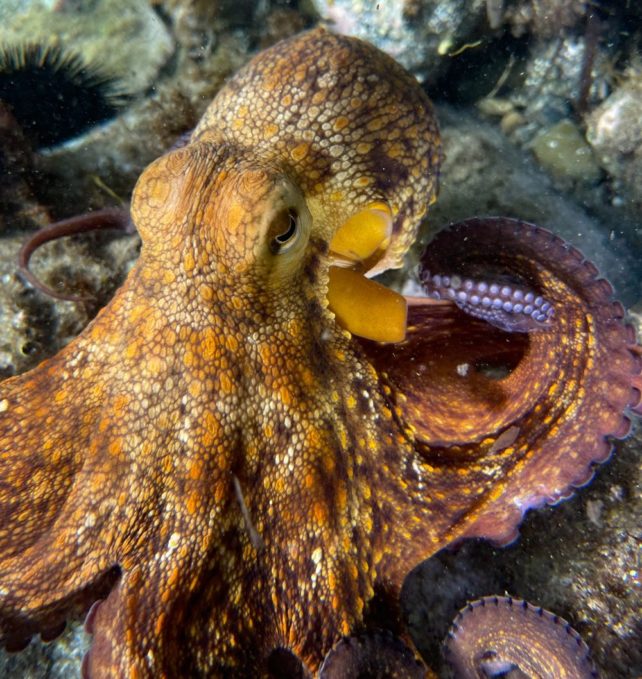 یک اختاپوس معمولی (Octopus vulgaris)