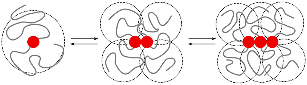ما رشد یک الیگومر را از طریق پیوندهای برگشت پذیر بین برچسب های دو ظرفیتی (مهره قرمز) مدل می کنیم. همکاری با تفاوت در انرژی اتصال برای dimerisation / هسته (εn) و طویل شدن (εe) کنترل می شود. کل انرژی اتصال بیشتر تحت تأثیر فعل و انفعالات حجمی حذف شده دافعه بین مهره‌ها، و همچنین برهمکنش‌های آبگریز جذاب (εH) بین مهره‌ها در یک محدوده تعامل کوتاه قرار می‌گیرد. فعل و انفعالات حجمی حذف شده و برهمکنش های آبگریز به همپوشانی (که با دایره های شکسته نشان داده می شوند) توالی های ذاتاً بی نظم بستگی دارد. مقدار همپوشانی به صورت غیر خطی با طول زنجیره افزایش می یابد. در این مطالعه، ما مطالعه می‌کنیم که چگونه برهم‌کنش‌های آبگریز اضافه شده و افزایش طول زنجیره Aβ1-42 در مقایسه با Aβ1-40 بر خودآرایی در الیگومرها تأثیر می‌گذارد.