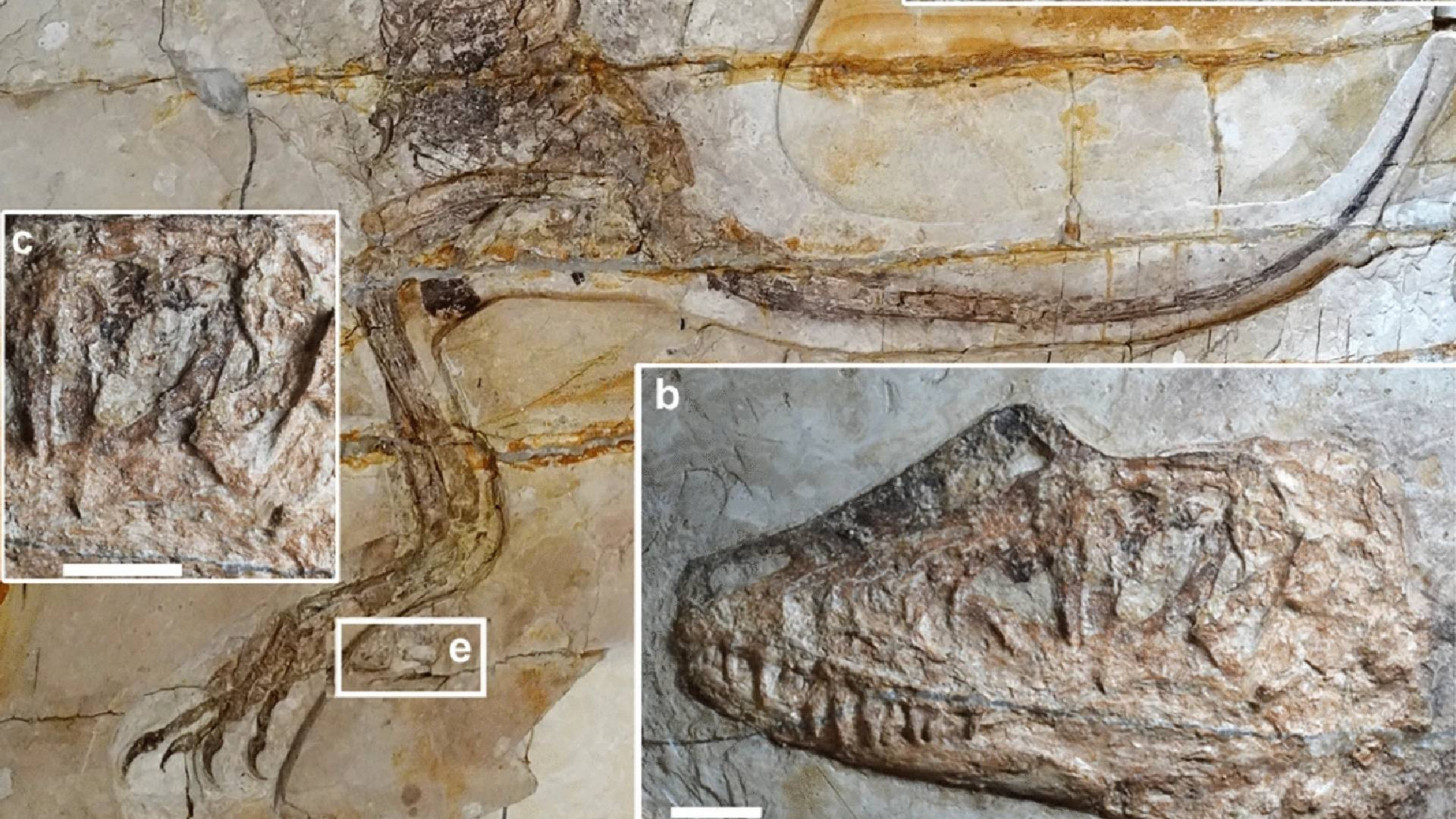 فسیل یک دایناسور با قورباغه در روده اش.