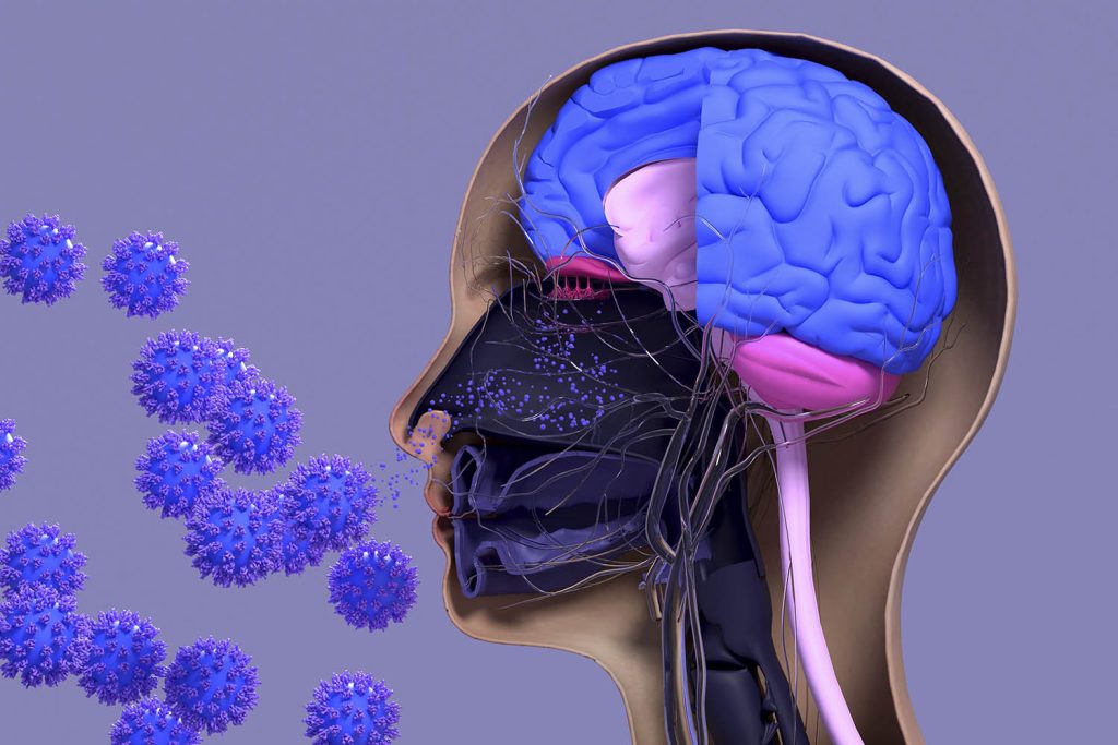 یک مطالعه جدید نشان می دهد عفونت های ویروسی در سیستم بویایی می توانند پیشرفت بیماری آلزایمر (AD) را تسریع کنند.