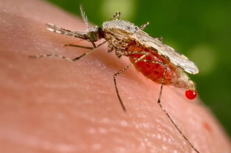 تحقیقات نشان می‌دهد که فناوری جدید واکسن mRNA می‌تواند ضمن نجات جان میلیون‌ها نفر از مالاریا به ریشه کنی این بیماری قدیمی در سراسر جهان کمک کند.