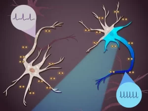 درمان صرع و اوتیسم با تغییر رفتار درونی نورون‌های مغز