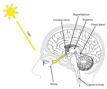نور وارد چشم ها می شود (حتی از طریق پلک های بسته در هنگام خواب)، سیگنالی را در پشت شبکیه و یک دستگاه عصبی را به ساعت شبانه روزی در مغز تحریک می کند.