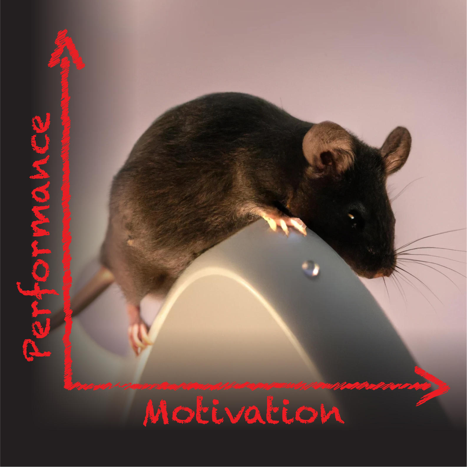 (در این تصویر موشی را می بینید که برای رفع تشنگی به بالای تپه رفته و منحنی قانون یرکس-دادسون را منعکس می کند که رابطه بین عملکرد رفتاری و انگیزه را توصیف می کند. موش این کار را با کمک سبیل هایش انجام می دهد که برای کاوش در دنیای جوندگان ضروری است.)
