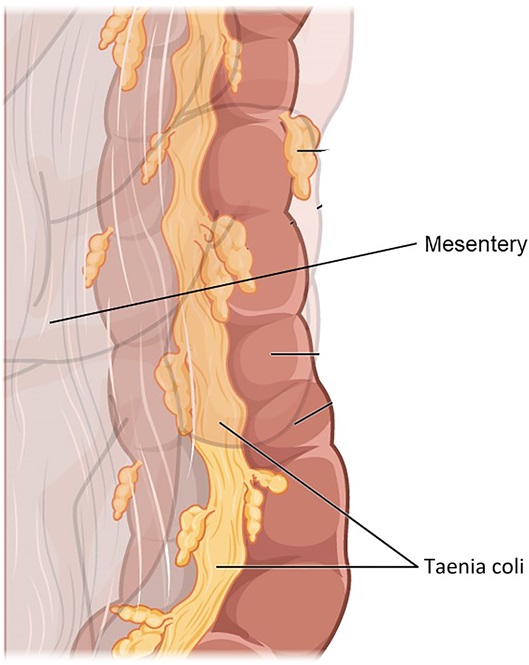 بخشی از روده بزرگ نشان می دهد که مزانتری با دیواره روده در مجاورت نواری از تانیا کلی که در طول روده بزرگ قرار دارد، در هم می آمیزد. مزانتر و تانیا کلی به طور مشترک کولون را معلق و تقویت می کنند تا شکل و عملکرد را تحت تأثیر گرانش بهینه کنند