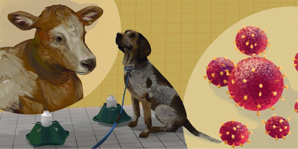 یک محقق در مرکز A&M AgriLife در حال تحقیق است تا ببیند آیا سگ ها ممکن است بیماری تنفسی گاو یا BRD را تشخیص دهند.
