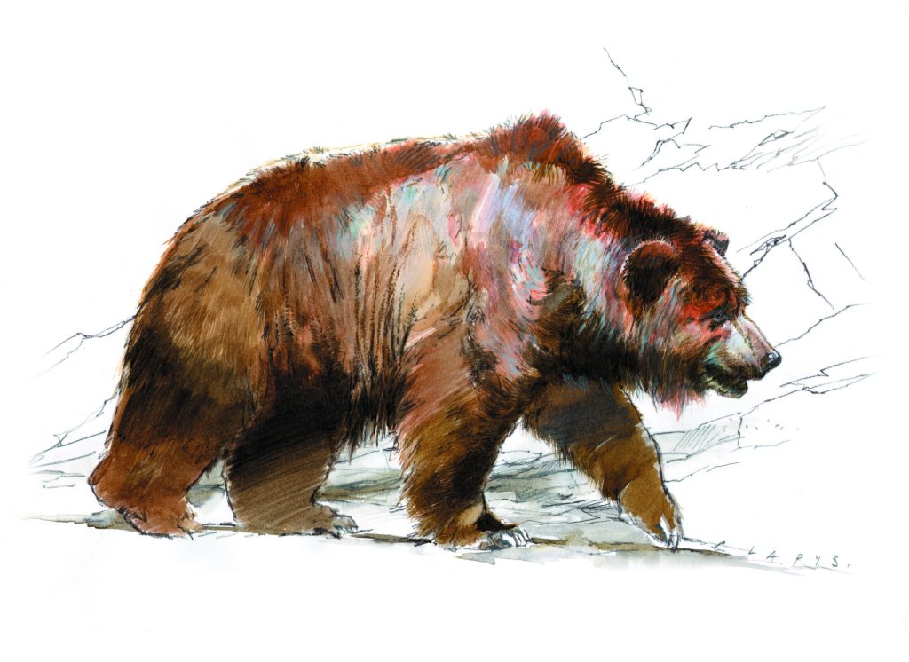 تحقیقات نشان می دهد حداقل 300 هزار سال است که انسان ها از پوست خرس برای محافظت از خود در برابر هوای سرد استفاده می کنند.