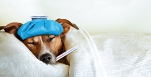 با آمدن زمستان فصل سرماخوردگی و آنفولانزا فرا می رسد و سرفه و عطسه رواج پیدا می کند. اما این فقط انسان ها نیستند که تحت تأثیر این بیماری های فصلی قرار می گیرند،حیوانات خانگی ما نیز می توانند دچار سرماخوردگی شوند.