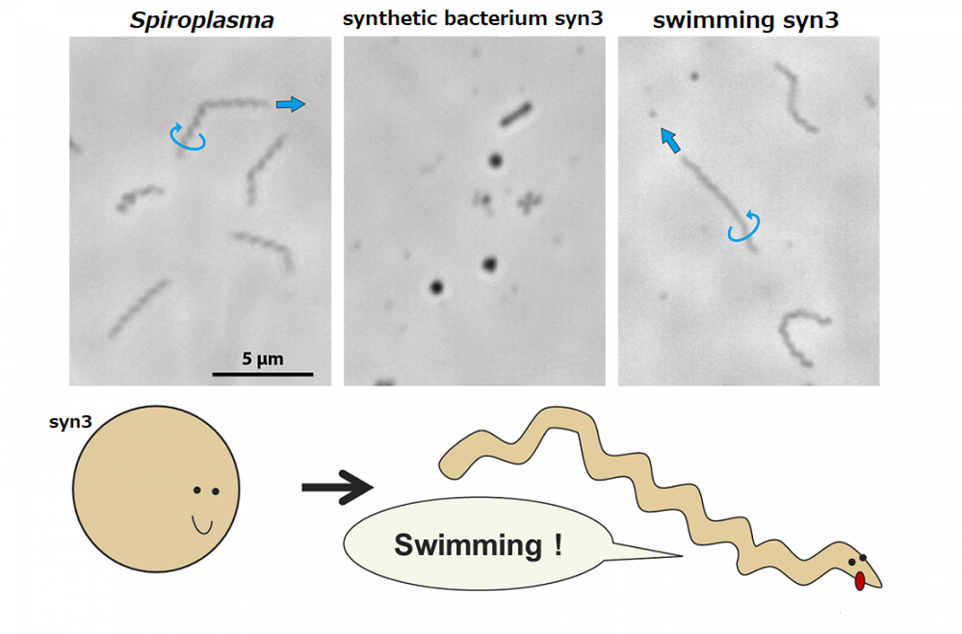 تصاویر میکروسکوپی از اسپیروپلاسمای طبیعی، باکتری مصنوعی syn3 و syn3 موبایل