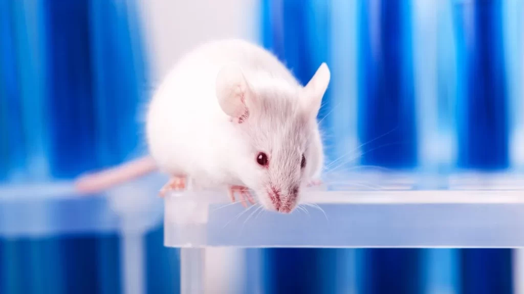 عصب شناسی به نام رابرت هاوکس و تیمش در دانشگاه گرونینگن محققان موفق به بازیابی حافظه موش ها با استفاده از داروی آسم شدند.
