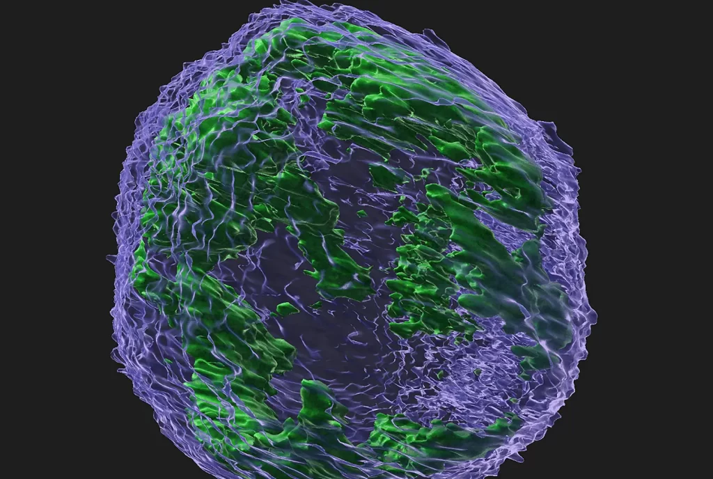 یک تصویر سه بعدی از هسته یک سلول سرطانی که توسط دکتر فالتاس و تیمش به دست آمده است، پروتئین APOBEC3G (سبز) را در داخل هسته (آبی) نشان می دهد.