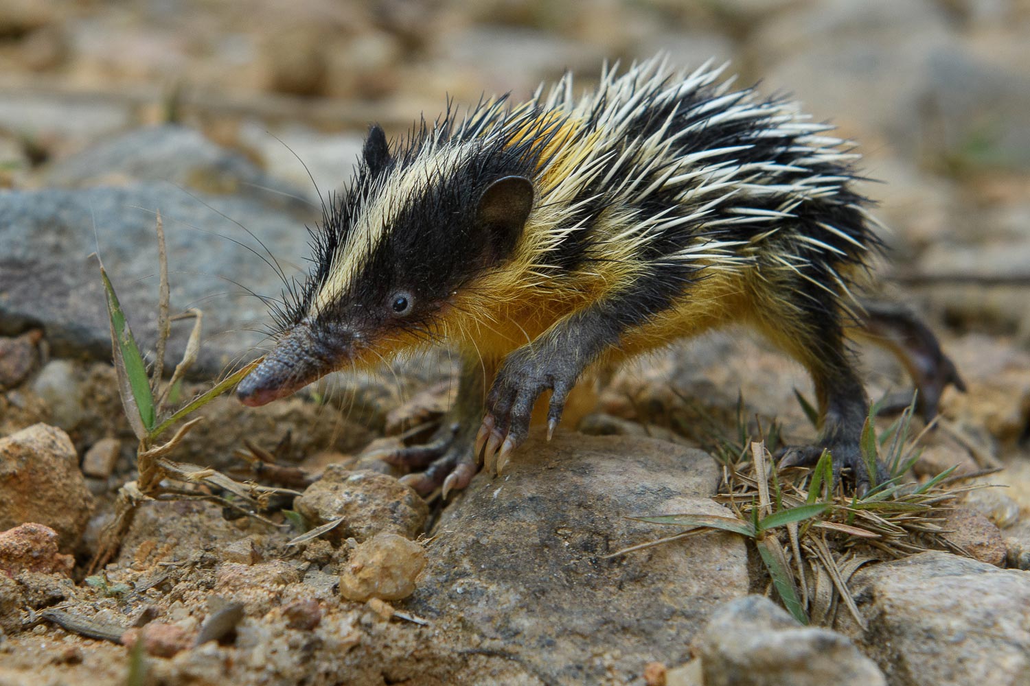 تنرک رگه دار دشتی (Hemicentetes semispinosus). این یک گونه از تنرک است، یک گروه متنوع و منحصر به فرد از پستانداران که فقط در ماداگاسکار یافت می شوند