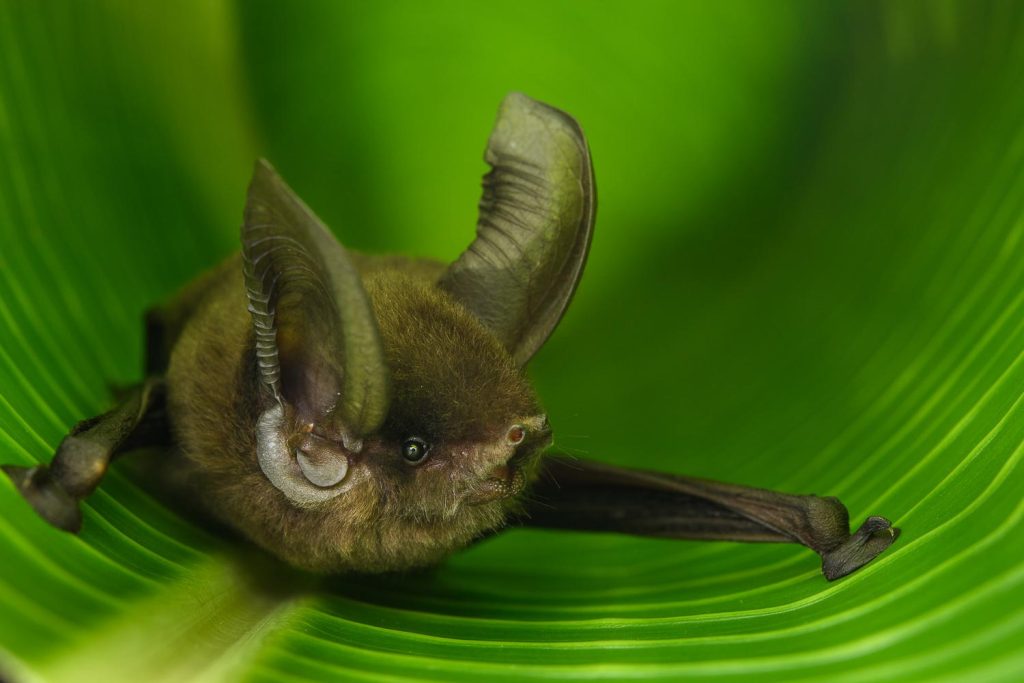 خفاش پا مکنده ماداگاسکار (Myzopoda aurita) متعلق به یک خانواده باستانی خفاش است که فقط در ماداگاسکار یافت می شود.