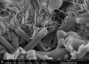 تصویر میکروسکوپ الکترونی روبشی از لایه های فیبر پلی لاکتیک اسید (بالا) و اتیلن-وینال استات (پایین). اصطکاک بین لایه ها باعث تولید الکتریسیته می شود.