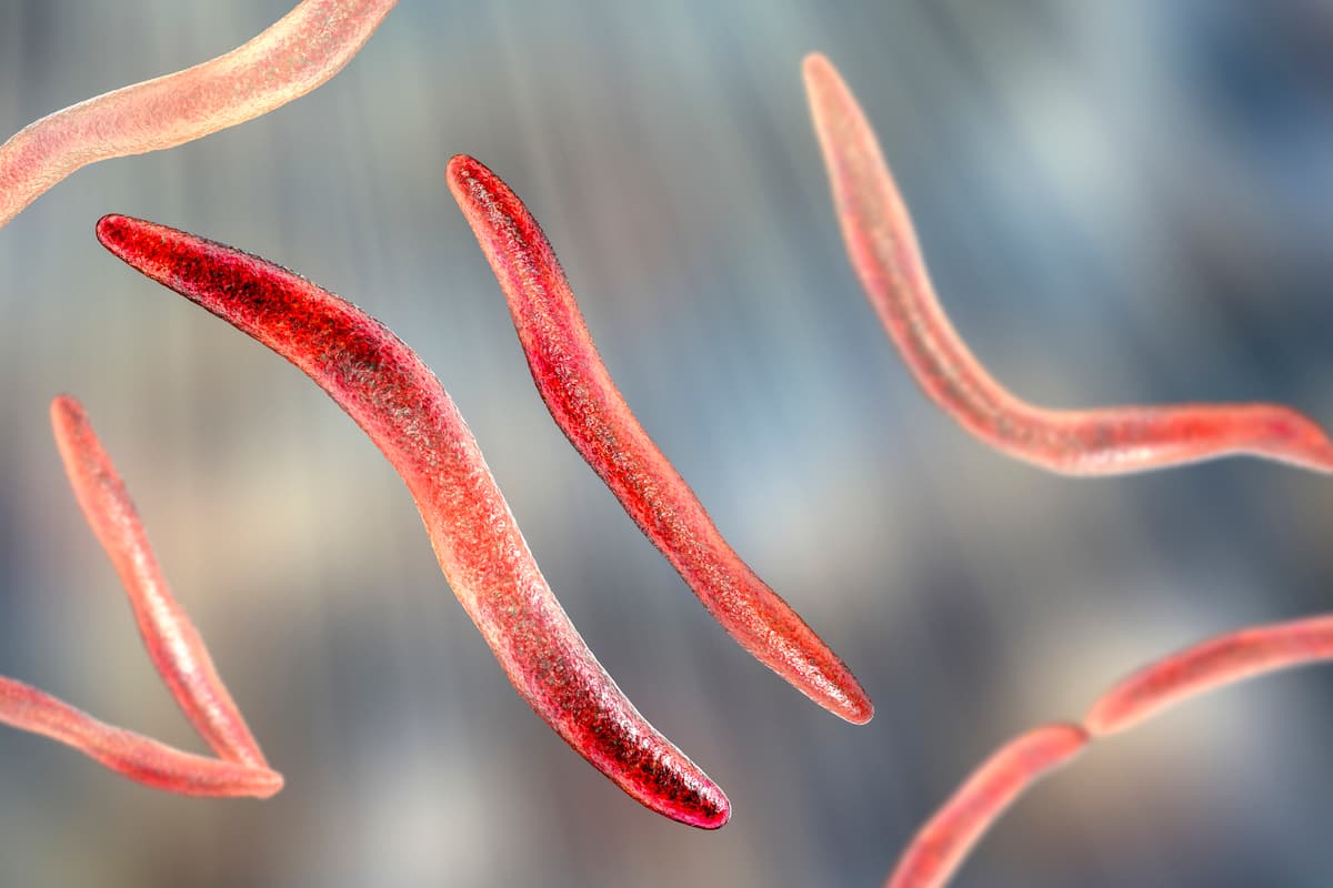 یک مطالعه نشان داده است که عفونت با Fusobacterium nucleatum، یک باکتری رایج دهان، با ایجاد بیماری عروق کرونر قلب مرتبط است.