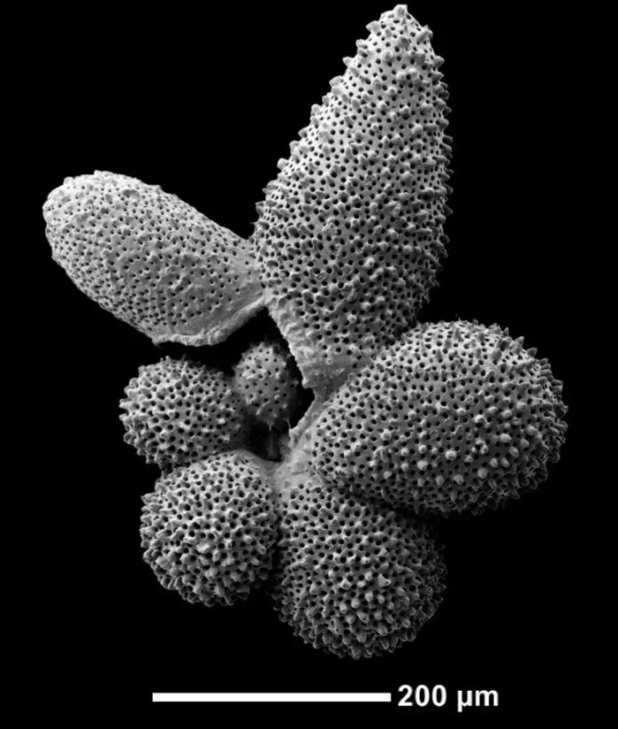 تصویر میکروسکوپ الکترونی روبشی از پوسته گونه روزن داران پلانکتون Globigerinella adamsi. این نمونه از رسوبات کف دریا در جنوب غربی اقیانوس هند جمع آوری شد