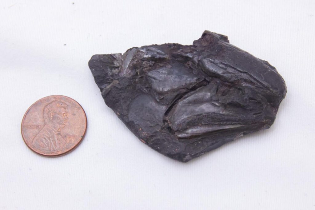 دانشمندان قدیمی ترین مغز فسیل شده مهره داران را در یک ماهی فسیل شده با قدمت تقریباً 320 میلیون سال کشف کرده‌اند.