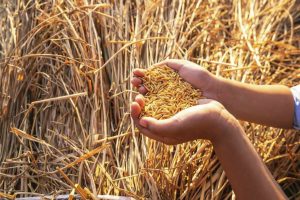 یک گروه بین‌المللی از محققان، به موفقیت 95 درصدی در بازتولید گونه تجاری هیبریدی برنج از طریق بذر دست یافته‌اند.