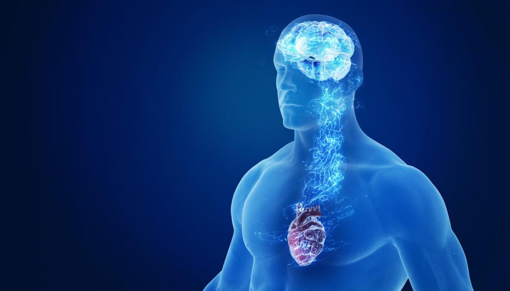  محققان دارویی کشف کردند که  می تواند نارسایی قلبی و خفگی خواب را به وسیله هدف قرار دادن فعالیت عصبی هر دو این بیماری را ، درمان کند.