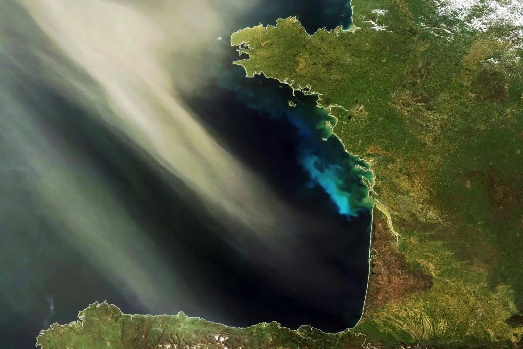 نقش گرد و غبار در ادامه حیات گیاهان دریایی
