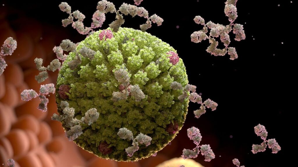 ویروس هرپس انسانی و آنتی بادی ها، عفونت ویروسی
