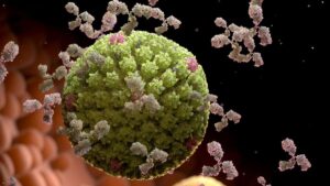 ویروس هرپس انسانی و آنتی بادی ها، عفونت ویروسی