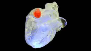 تصویری از مواد پرینت سه بعدی در قلب