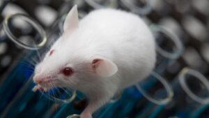 یک مطالعه جدید نشان می دهد که فراموشی ناشی از آسیب سر در موش‌ها از بین رفته است