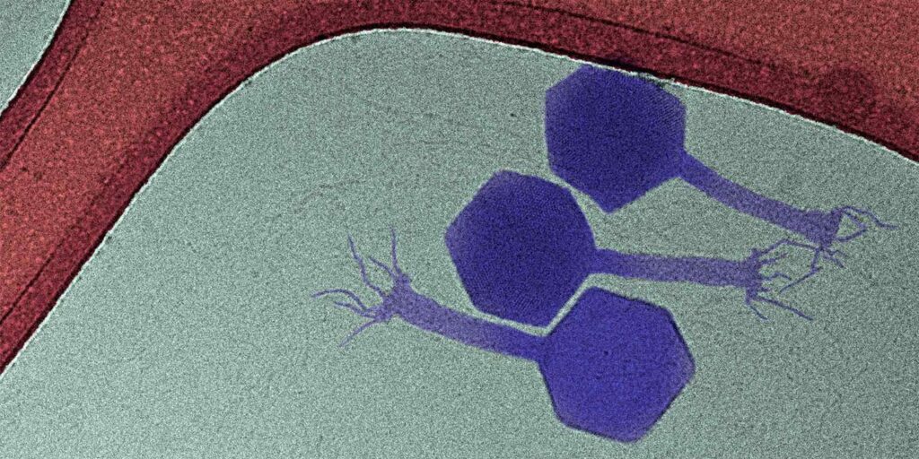 دانشمندان به‌تازگی گونه جدیدی از باکتریوفاژ به نام پراید(که با رنگ بنفش نشان داده شده است) را کشف کرده‌اند که می‌تواند به باکتری‌های خفته حمله کند