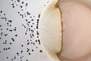 باکتری شکارچی Myxococcus xanthus (سمت چپ) در حال سلاخی طعمه خود (راست). نقاط سیاه، انبوهی از شکارچیانی به نام اجسام میوه‌ای هستند و امواج در منطقه تماس مشخصه فعل و انفعالات شکارچی هستند