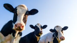گاو تراریخته می‌توانند تولید انسولین را افزایش داده و هزینه آن را کاهش دهند
