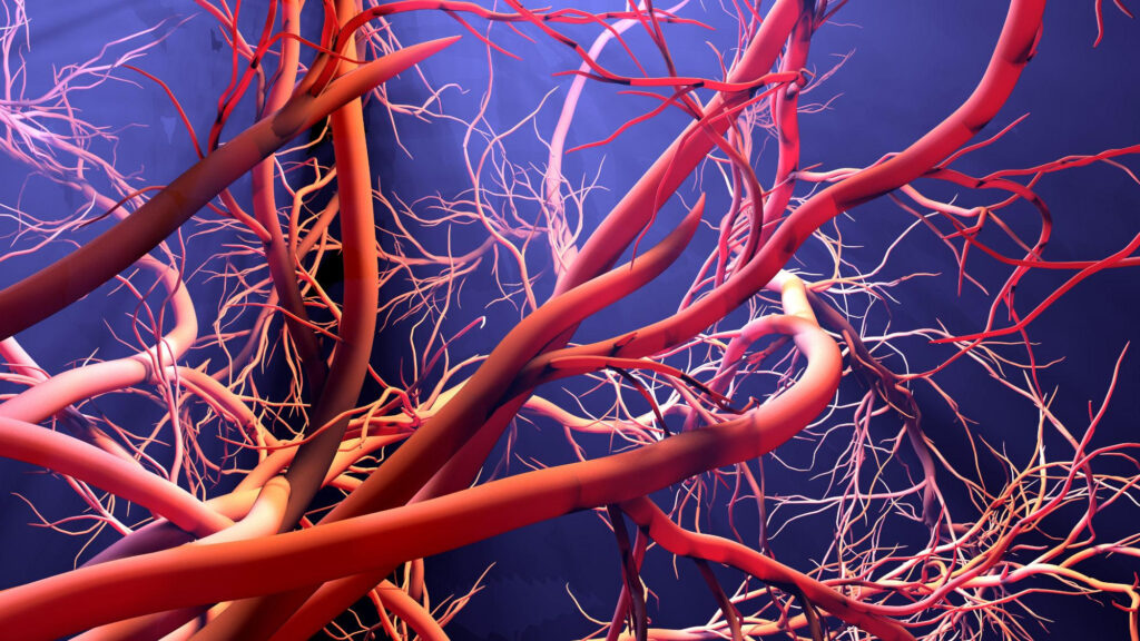 رگ‌های خونی مغز از قوانین متفاوتی پیروی می‌کنند