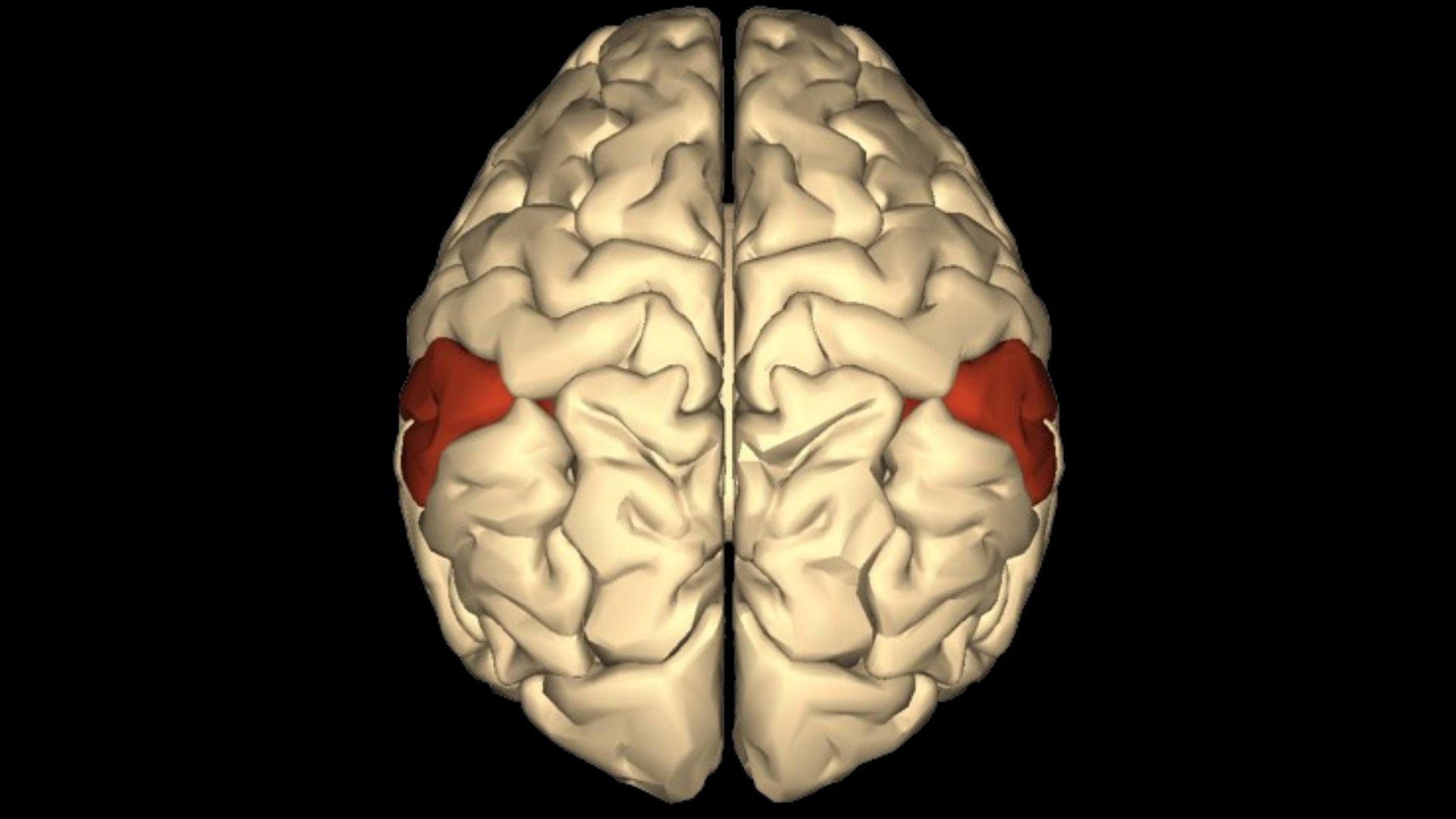 تصویری که ناحیه شکنج فوق حاشیه‌ای (قرمز) مغز را نشان می‌دهد