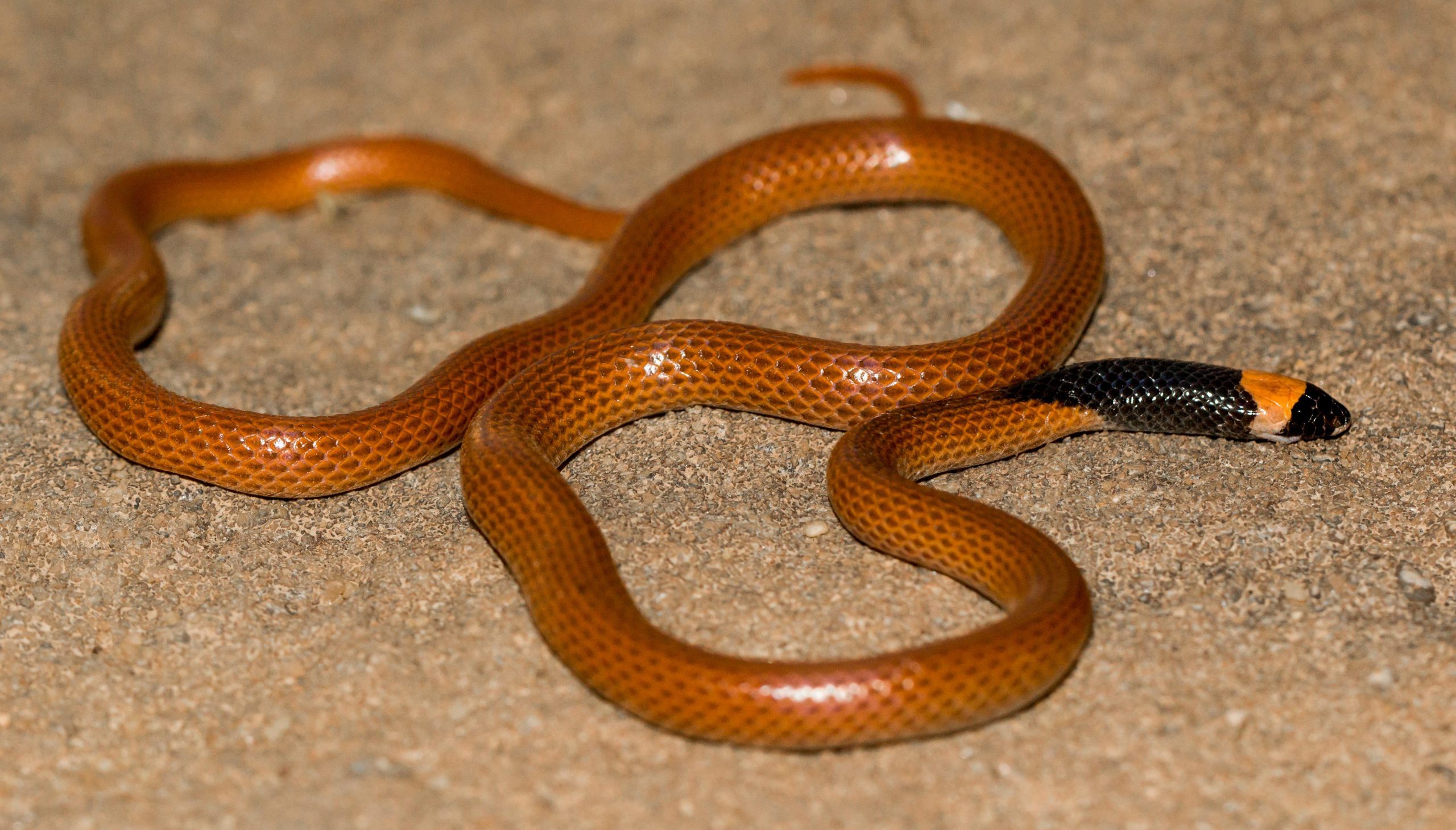 (زیرنویس تصویر: مار Rhynchocalamus hejazicus)