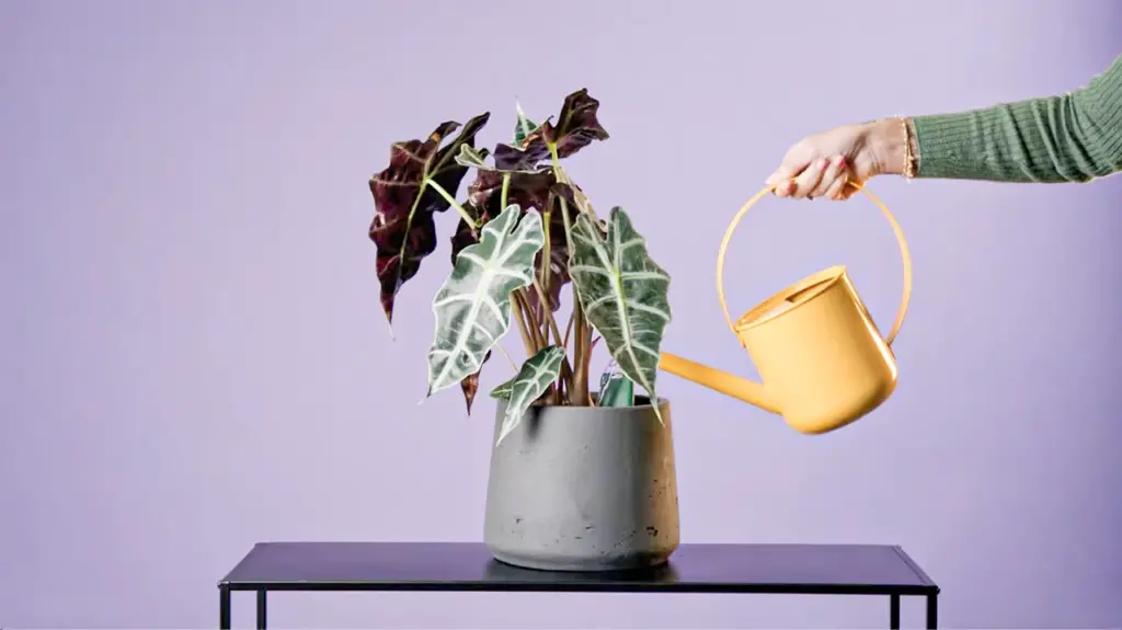 ابزار هوشمند مراقبت از گیاهان SmartyPlants که به تازگی در Kickstarter عرضه شده است، به کاربران کمک می‌کند تا گیاهان خانگی خود را زنده و سالم نگه دارند.