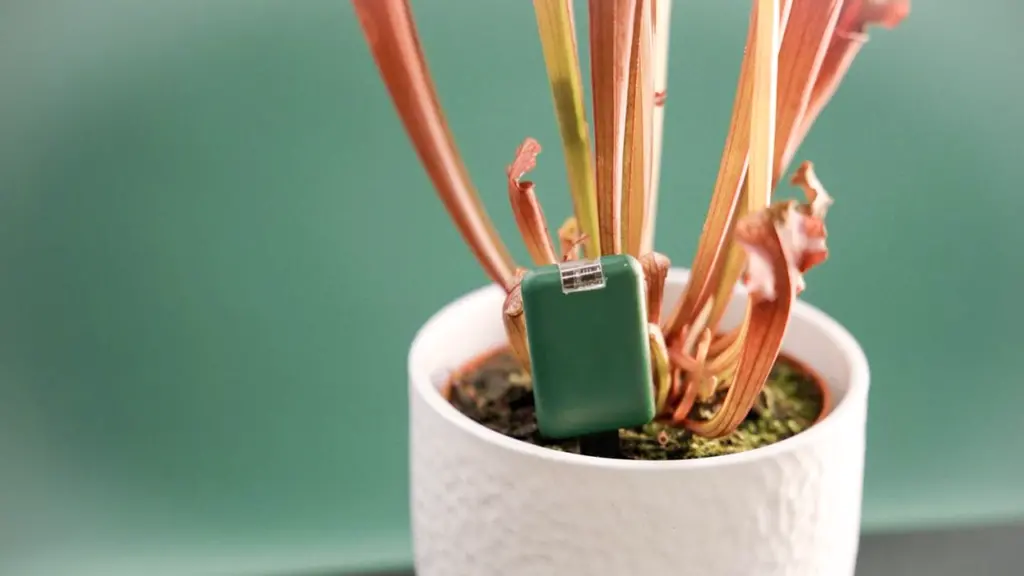ابزار هوشمند SmartyPlants به شما کمک می‌کند به یک باغبان متخصص شوید
