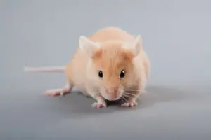 اولین موش جهان با سیستم ایمنی انسانی خلق شد