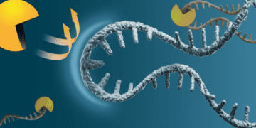 مبارزه با سرطان و پیری با کشف روشی جدید برای حفظ mRNA