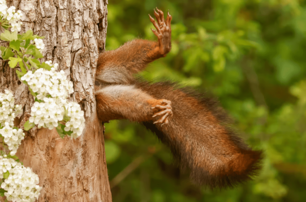 عکس Stuck squirrel از میلو مارکتی برای مسابقه عکاسی Comedy Wildlife Photography Awards 2024 