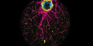 پاسخ معمای اول مرغ بود یا تخم‌مرغ کشف شد