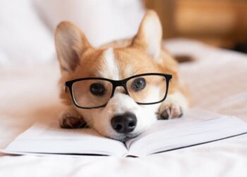 سگ‌ها قادر به ترکیب کلمات برای ارتباط پیچیده هستند