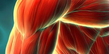 کشف فرایند دخیل در سلامت و عملکرد عضلات