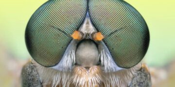 این عینک‌های الهام‌گرفته از چشم مگس به بهبود بینایی کمک می کنند