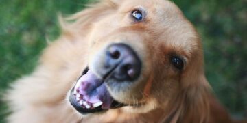 یک جهش ژنتیکی در سگ‌ها کلید درمان سرطان‌های نادر انسانی!