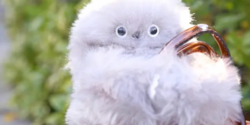 تکنولوژی‌های عجیب رونمایی شده در  CES 2025