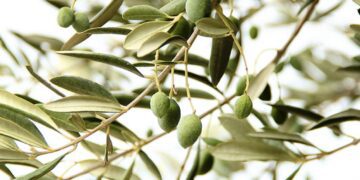کشف فواید برگ زیتون برای سلامتی