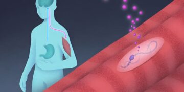 این پروتئین عضلات شما را هنگام کاهش وزن حفظ می کند