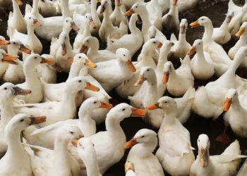 احتمال شیوع آنفولانزای پرندگان از طریق باد